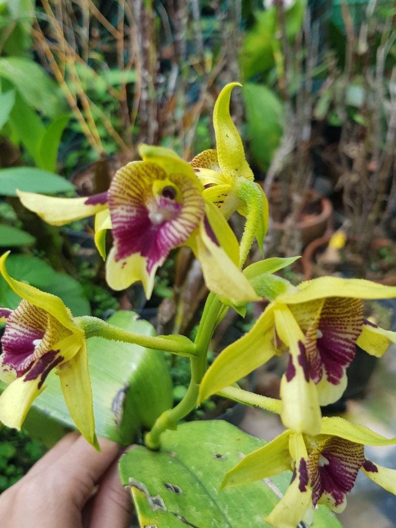 Rare Dendrobium Siraesii Exotic Orchid Plant by Andika