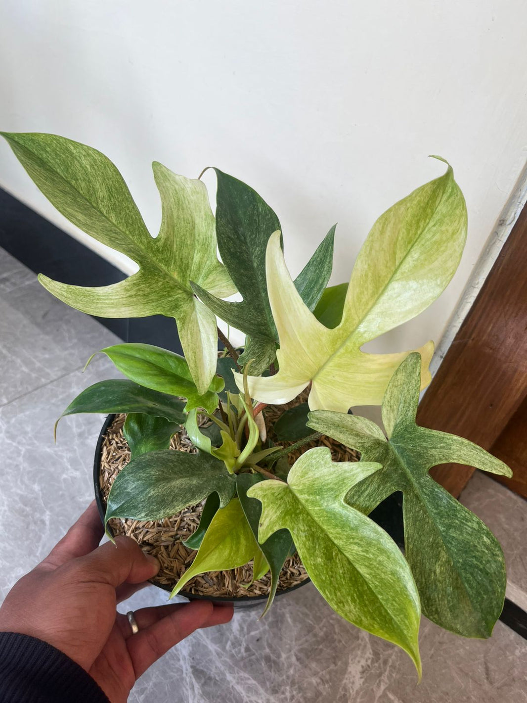 2 plant monstera albo, Philodendron Florida gosth mint - Reserved