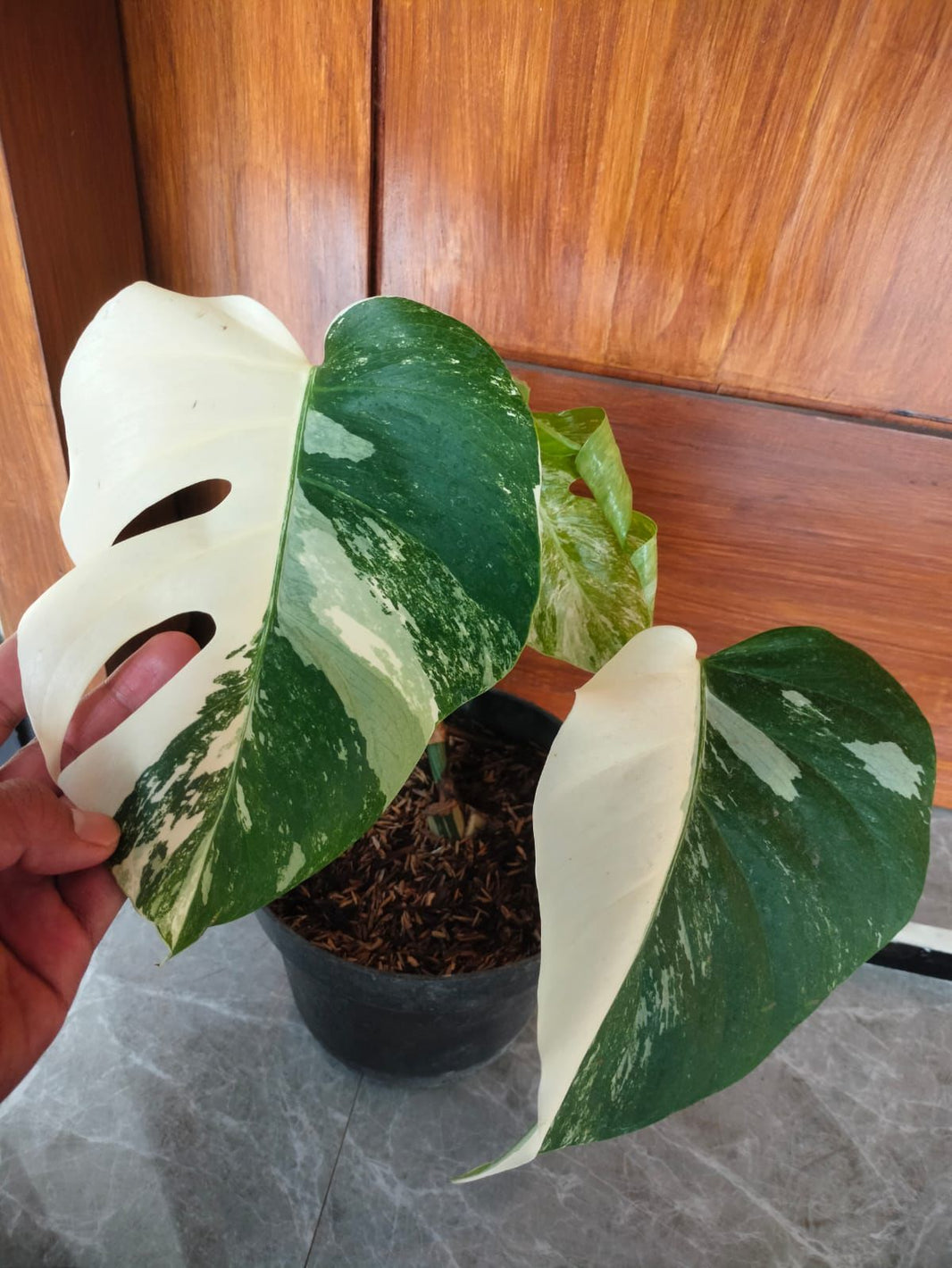 2 plant monstera albo, Philodendron Florida gosth mint - Reserved