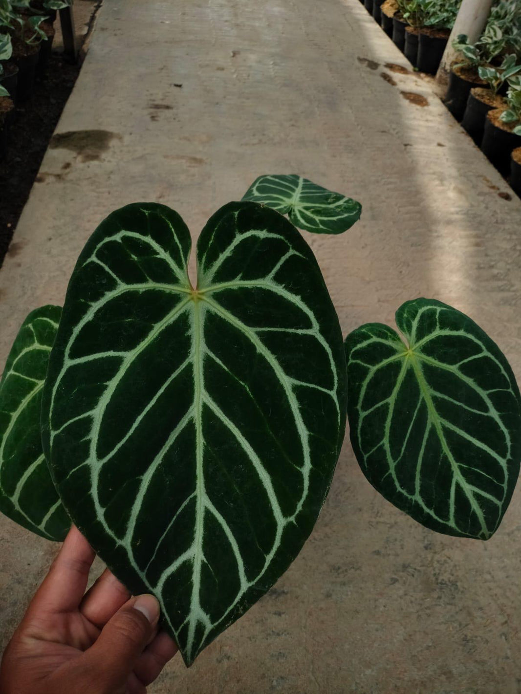 Anthurium 3 Pcs Reserved
