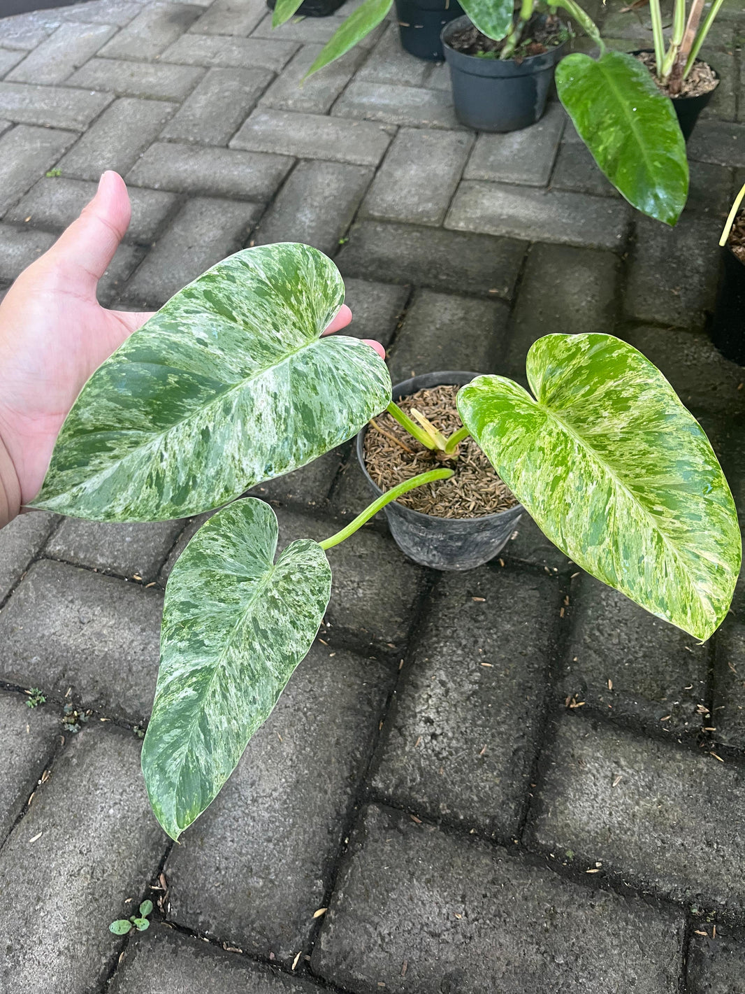 Philodendron, Peperomia Reserved