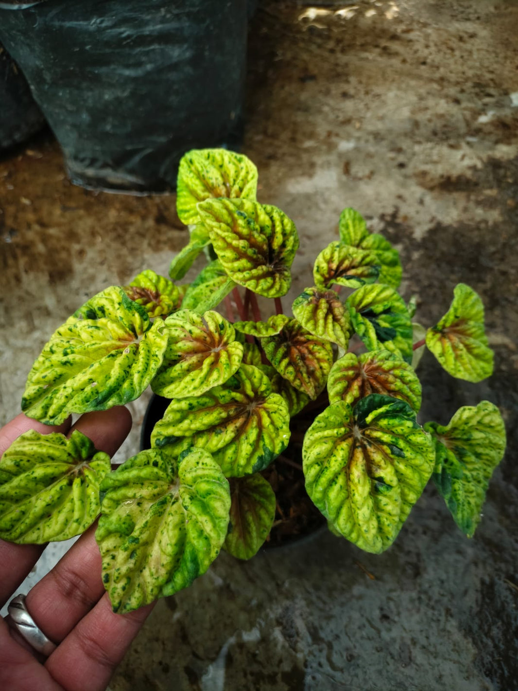Philodendron, Peperomia Reserved