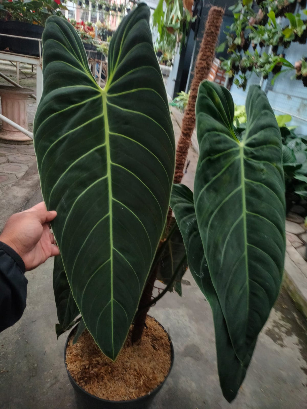 3 plant Philodendron melanocrysum Reserved 2906-01