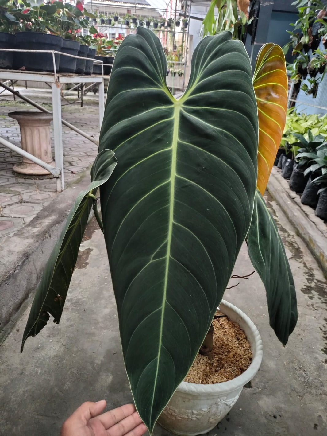 3 plant Philodendron melanocrysum Reserved 2906-01