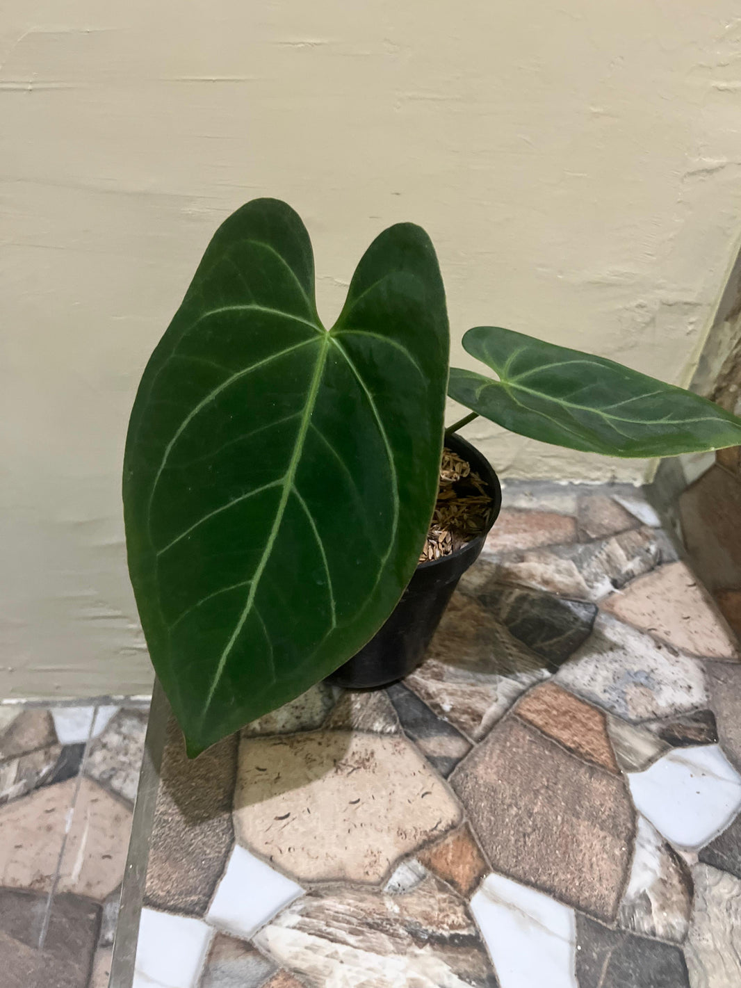 Anthurium queen Clarinervium  -Anthurium papilillaminum Reserved 3006-02