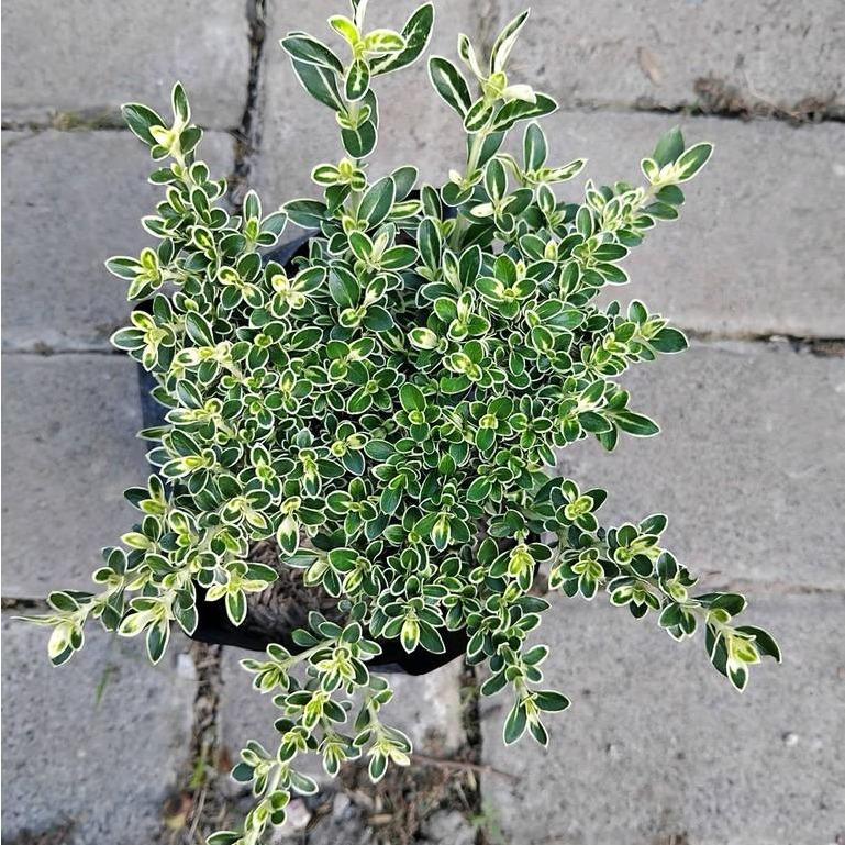 Serissa foetida -  - Pokok Serissa Mini - सेरिसा पौधा Serissa – Mini Leaves, White Starry Flowers, Bonsai Favorite, Compact Shrub, Indoor/Outdoor LIVE PLANT