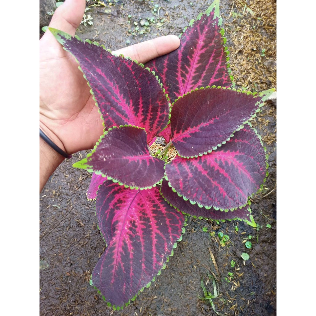 Sindo - Coleus Live Plant IGB1DSRZ9T