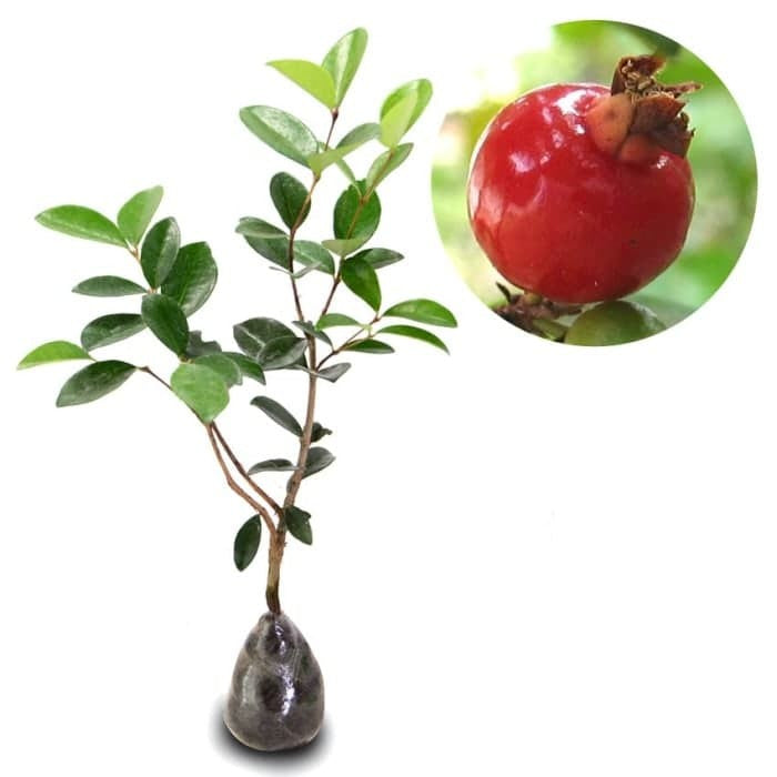 Sindo - Tropical Delight  Beach Cherry Plant - A Delicious and Exotic Addition to Your Garden