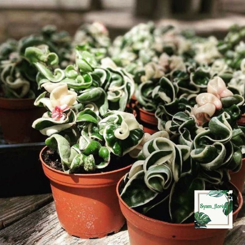 Hoya compacta variegata