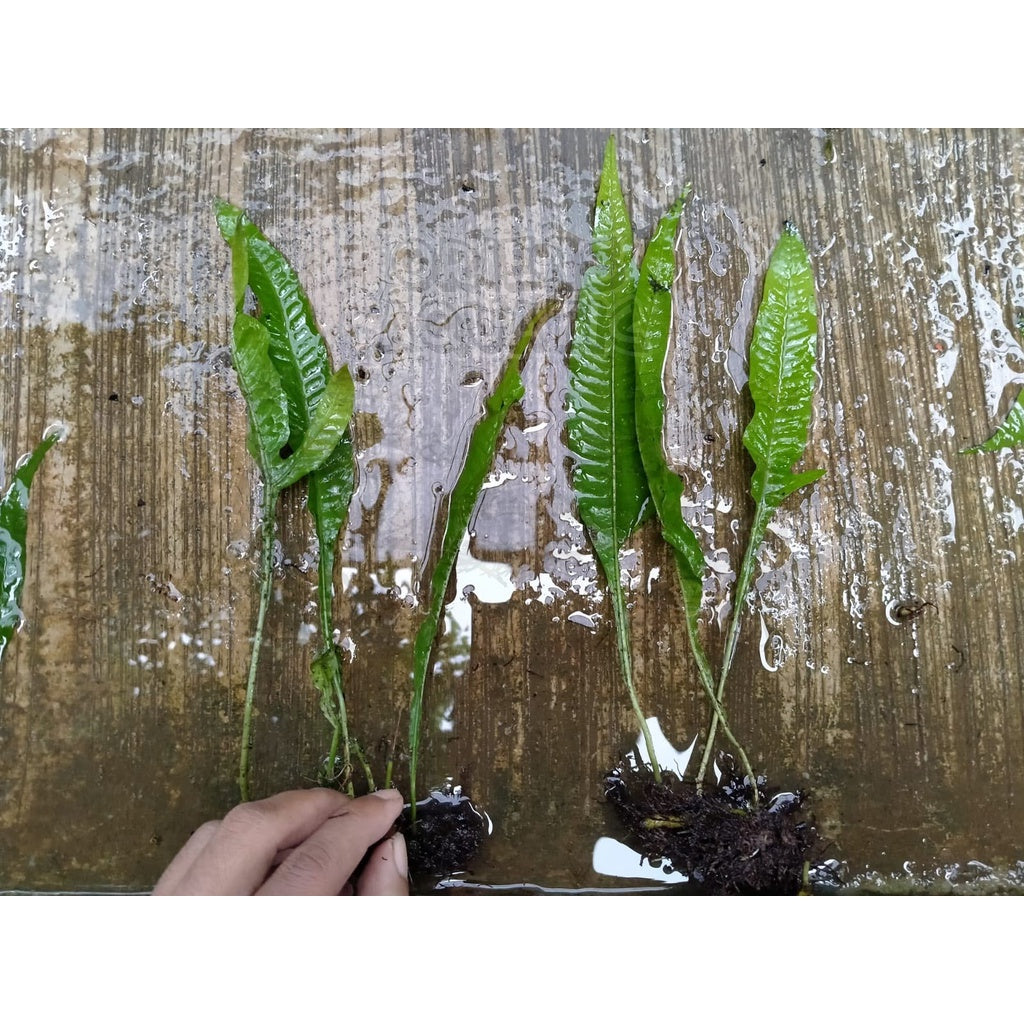 Tanaman Aquascape - Kadaka Java Fern / Microsorum Pteropus