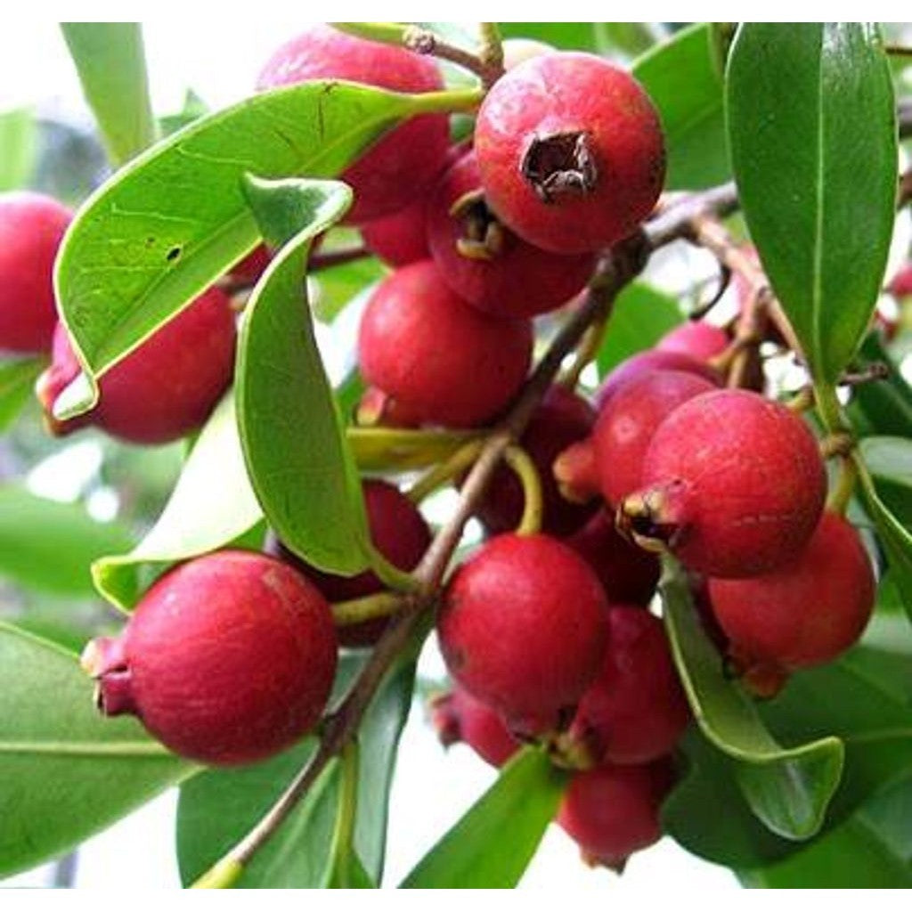 Sindo - Strawberry Guava Live Plant IDXQZYRMLL