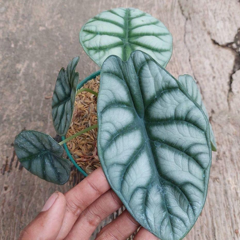Alocasia Silver Dragon -  - Pokok Alocasia Naga Perak - एलोकेसिया सिल्वर ड्रैगन Alocasia Silver Dragon – Textured Silver Leaves, Rare Jewel Alocasia, Indoor Foliage, Compact Beauty, Easy Aroid LIVE PLANT