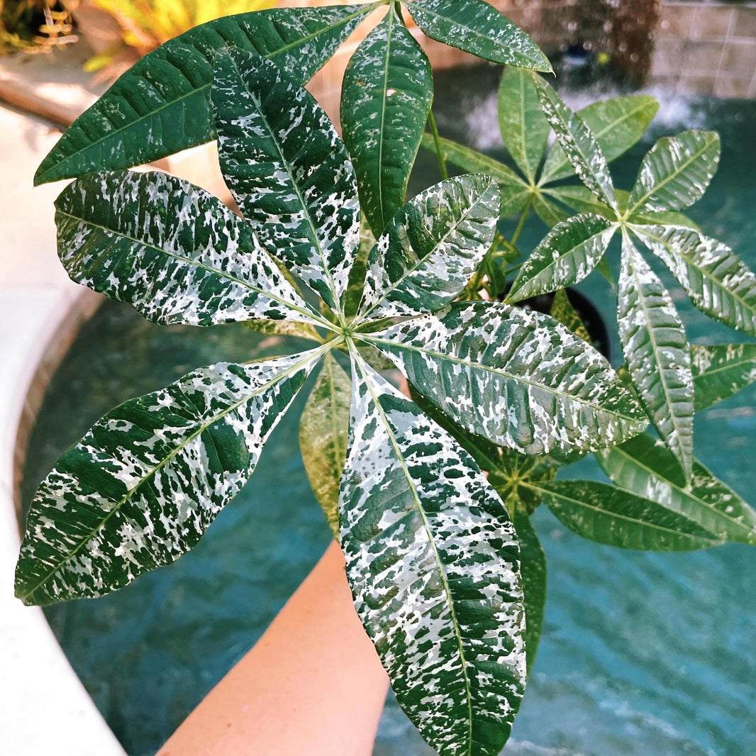 Pachira Aquatica White Variegated -  - Pokok Duit Variegated Putih - सफेद वरिगेटेड मनी ट्री Money Tree – White Variegation, Lucky Plant, Indoor Foliage, Fengshui Favorite, Rare Collectible LIVE PLANT
