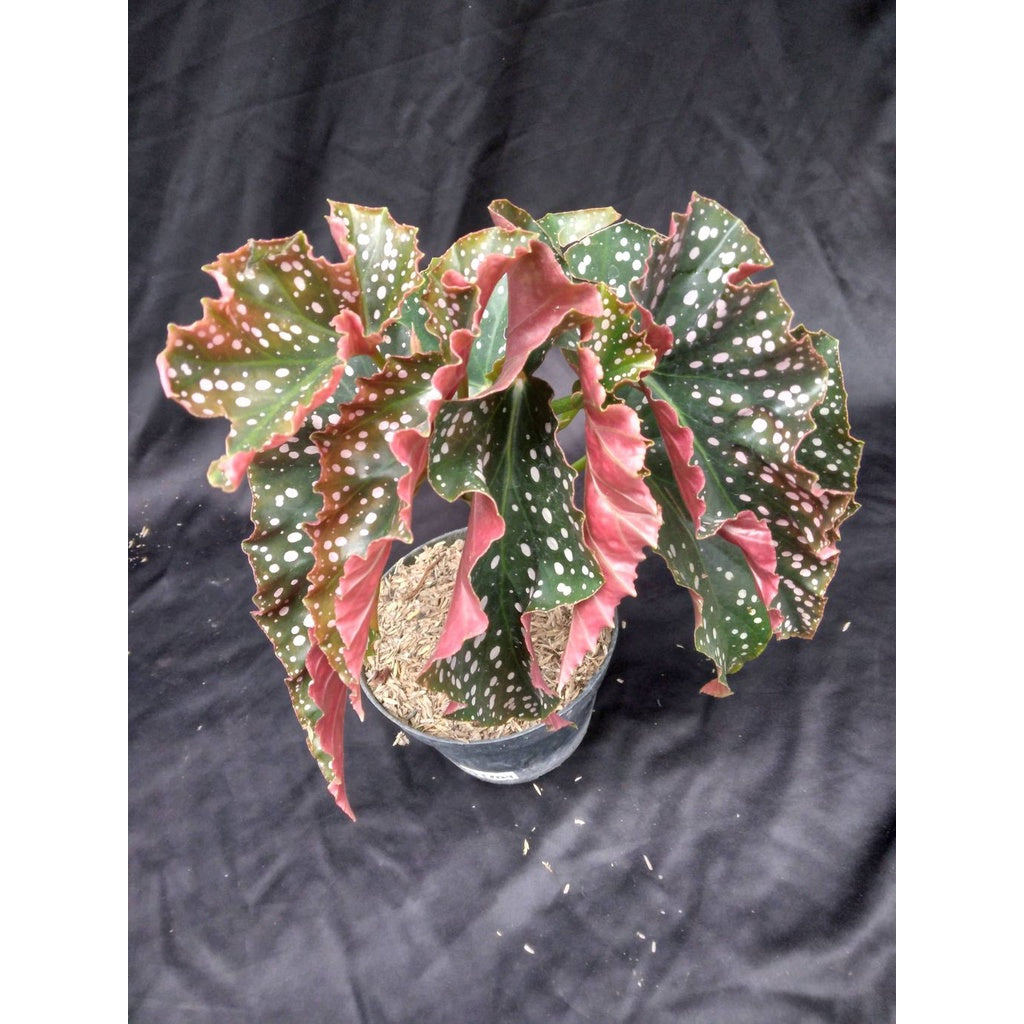 Sindo - begonia crancklin rossie Live Plant KRM2E6CH2S