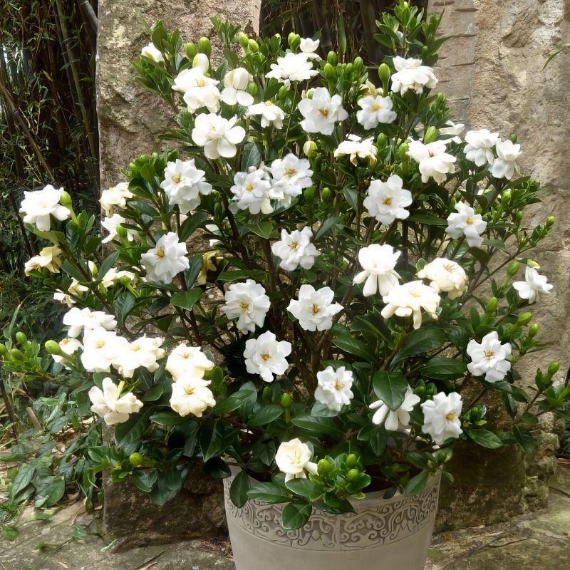 Gardenia jasminoides -  - Pokok Kacapiring - गार्डेनिया पौधा Gardenia Jasminoides – Fragrant Blooms for a Serene Garden, Tropical Elegance, Aromatic White Flowers, Indoor-Outdoor Favorite LIVE PLANT