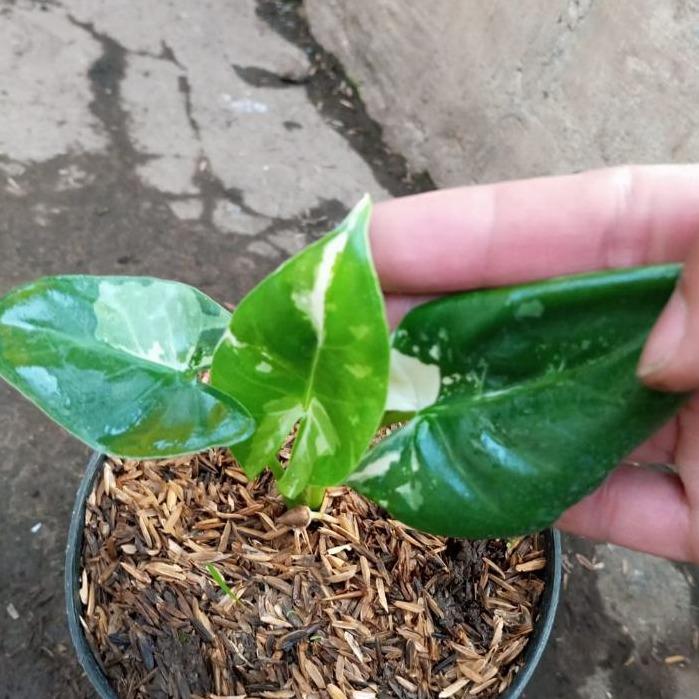 Alocasia Macrorrhiza Variegated -  - Pokok Alocasia Gajah Variegated - अलोकेसिया मैक्रोर्रिज़ा Alocasia Macrorrhiza – Giant Variegated Leaves, Tropical Statement, Rare Foliage, Fast Growing, Garden Showstopper LIVE PLANT