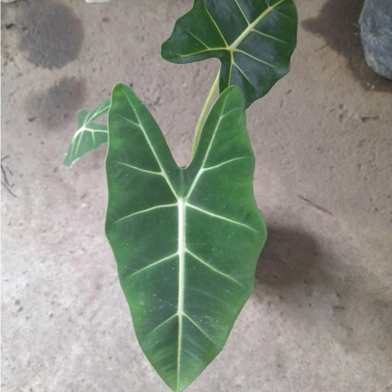 Alocasia Frydek (Alocasia micholitziana 'Frydek') -  - Pokok Alocasia Beludru Frydek - अलोकेसिया फ्रायडेक Alocasia Frydek – Velvet Leaves, Striking Veins, Compact Aroid, Collector’s Choice, Indoor Foliage LIVE PLANT