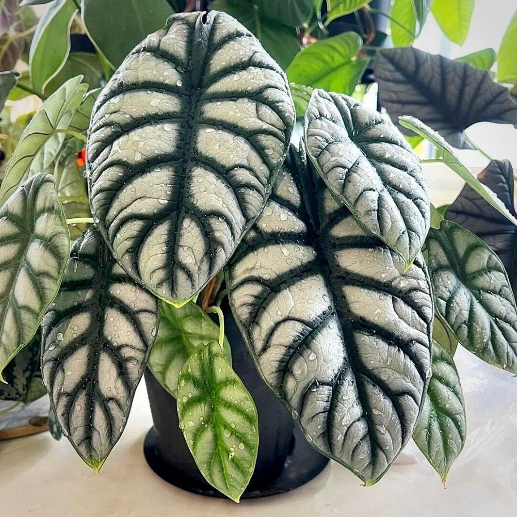 Alocasia Silver Dragon -  - Pokok Alocasia Naga Perak - एलोकेसिया सिल्वर ड्रैगन Alocasia Silver Dragon – Textured Silver Leaves, Rare Jewel Alocasia, Indoor Foliage, Compact Beauty, Easy Aroid LIVE PLANT
