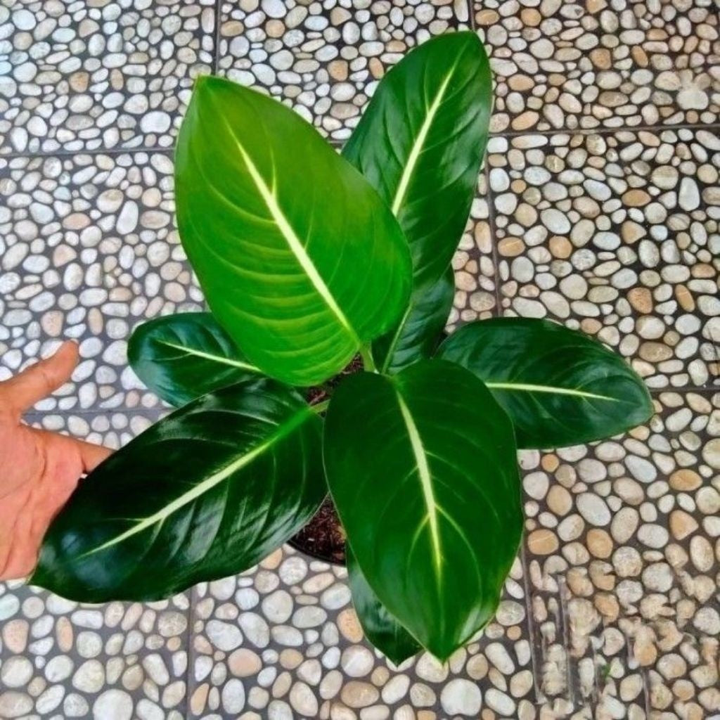 Aglonema Diven Blanceng Neon / 霓虹红宝石 / Pokok Blanceng Neon / नीयन अग्लोनेमा पौधा (Singapore: Aglonema Neon) – Bright Lea