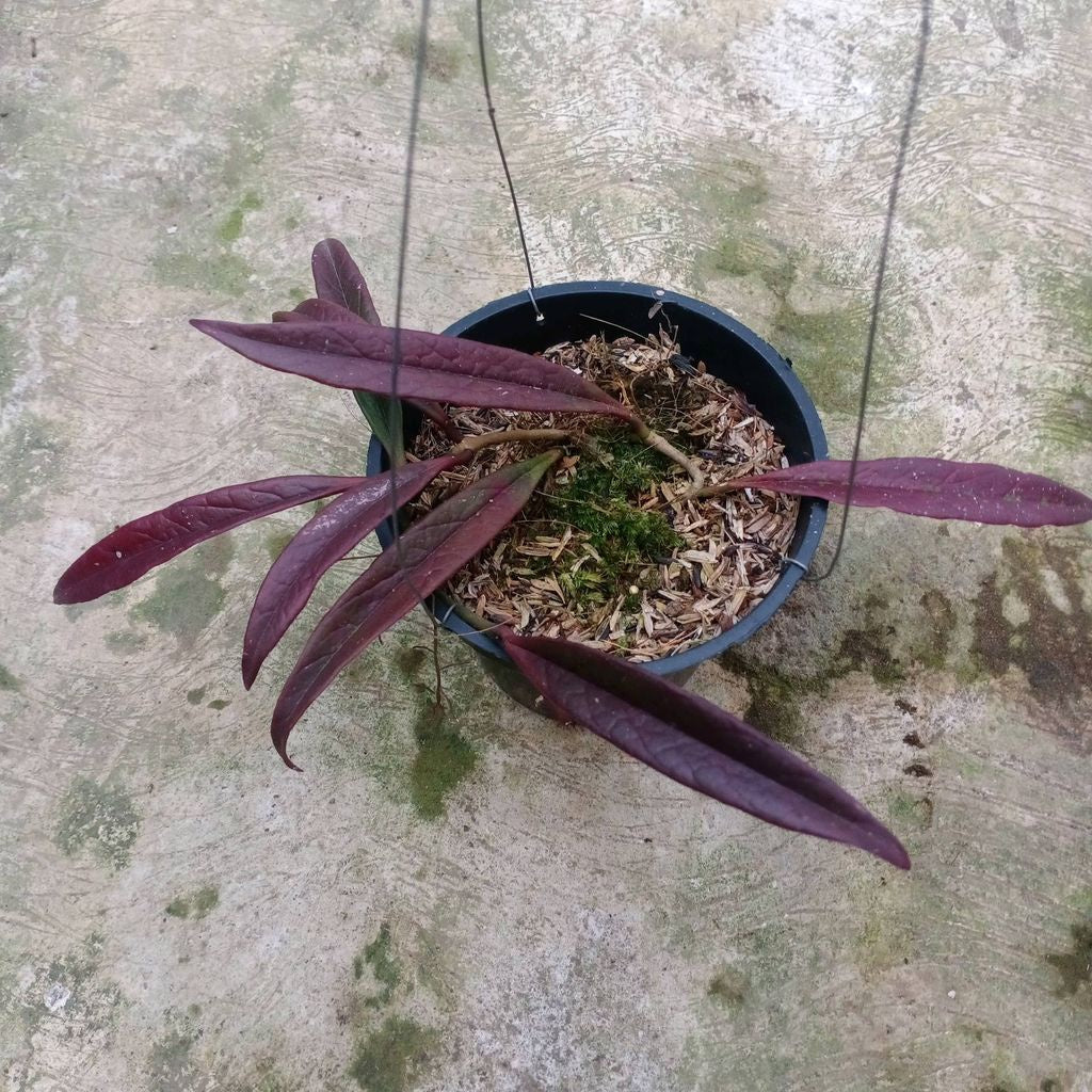 Sindo - Hoya Sulawesiana Red Live Plant TA6JN1TJV9