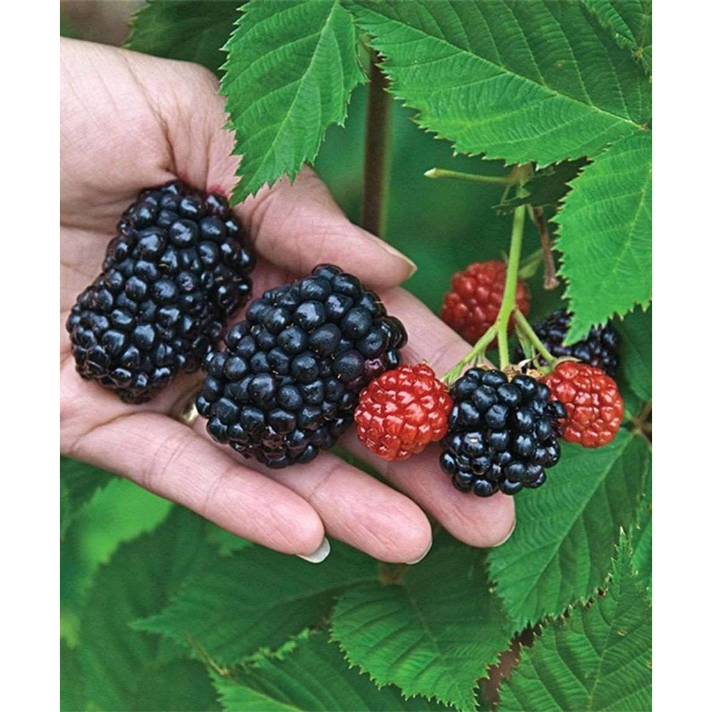 Sindo - Rubus By Reizhee Live Plant XST7ZU5BIE