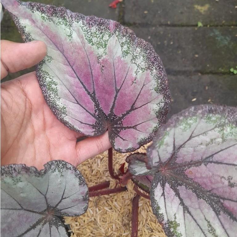 Begonia sp. (Unidentified Species) -  - Pokok Begonia Spesies Liar - बेगोनिया स्पेशीज पौधा Begonia sp. – Rare Wild-Collected Foliage, Exotic Leaf Pattern, Collector’s Aroid Jewel, Tropical Terrarium Beauty, LIVE PLANT