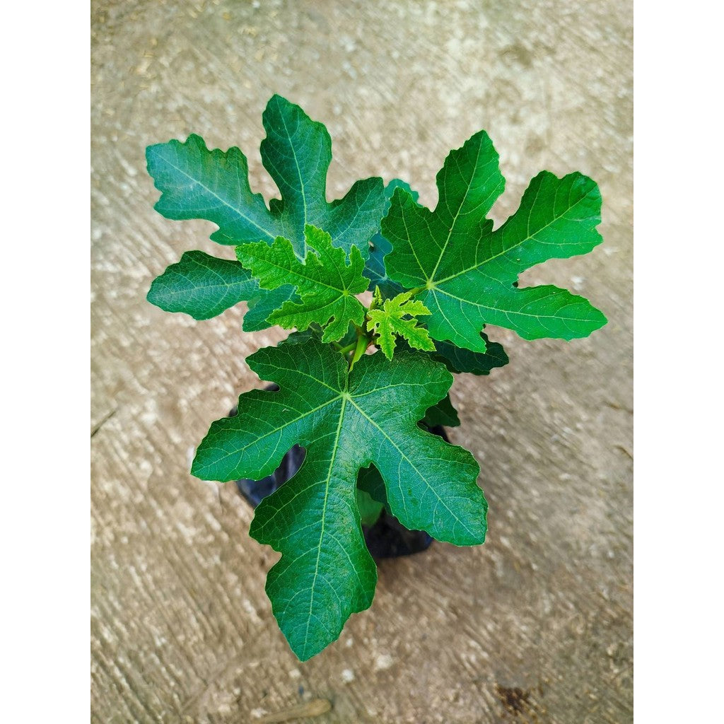 Fig Trees The Fascinating Ficus Carica Live Plant