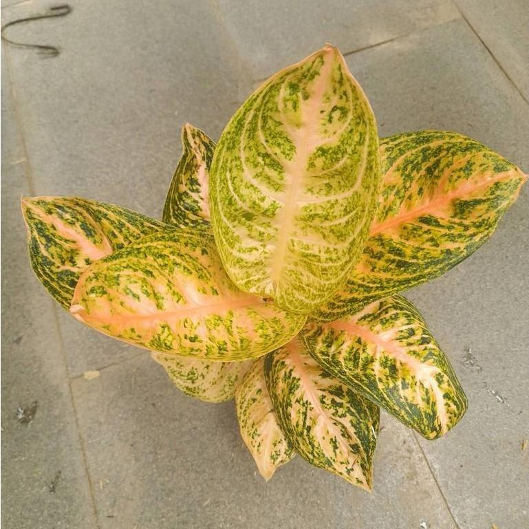 Aglaonema Widuri Orange -  - Pokok Aglaonema Widuri Oren - एग्लोनिमा विदुरी ऑरेंज पौधा Aglaonema Widuri Orange – Bright Tropical Foliage, Easy Indoor Plant, Colorful Desk Display, Low Light Tolerant, LIVE PLANT