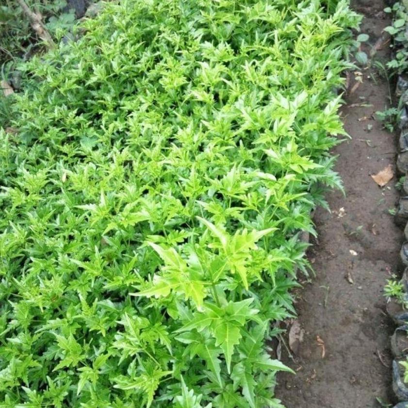 Sandalwood Tree (Santalum album) -  - Pokok Cendana Wangi - चंदन का पेड़ Fragrant Sandalwood Tree – Sacred Aromatic Timber, Luxury Essential Oil Source, Spiritual Garden Symbol, Rare Tropical Tree LIVE PLANT