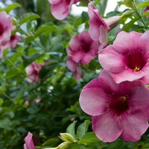 Violet Cascades  Unleash the Beauty of Allamanda Blanchetii Vines Climbing