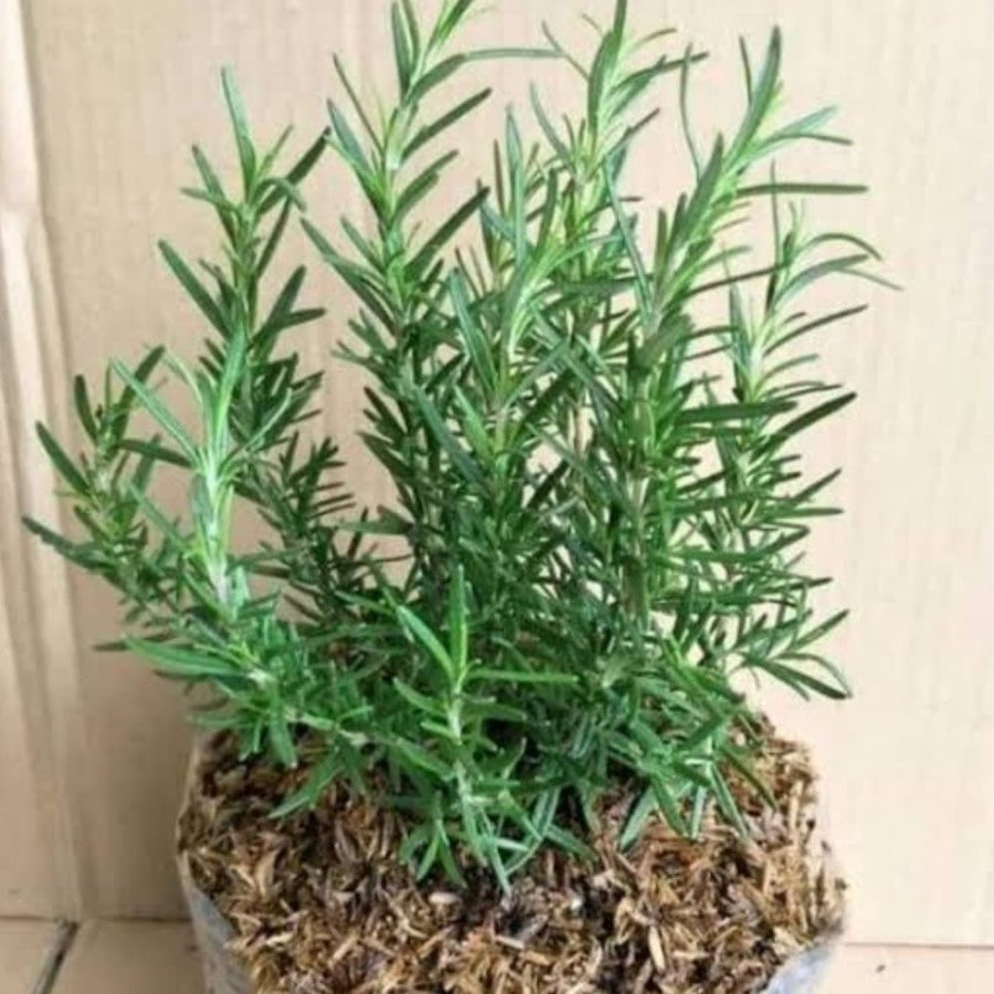 Sindo - Rosemary Herb Plant Krapyak  A Must-Have for Your Garden by Krapyak