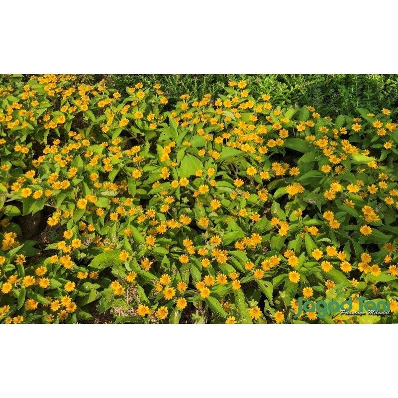 Mini Sunflower / 向日葵迷你 / Bunga Matahari Mini / मिनी सूरजमुखी (Singapore: Butter Daisy) – Bright Blooms, Fast Growing, Ea