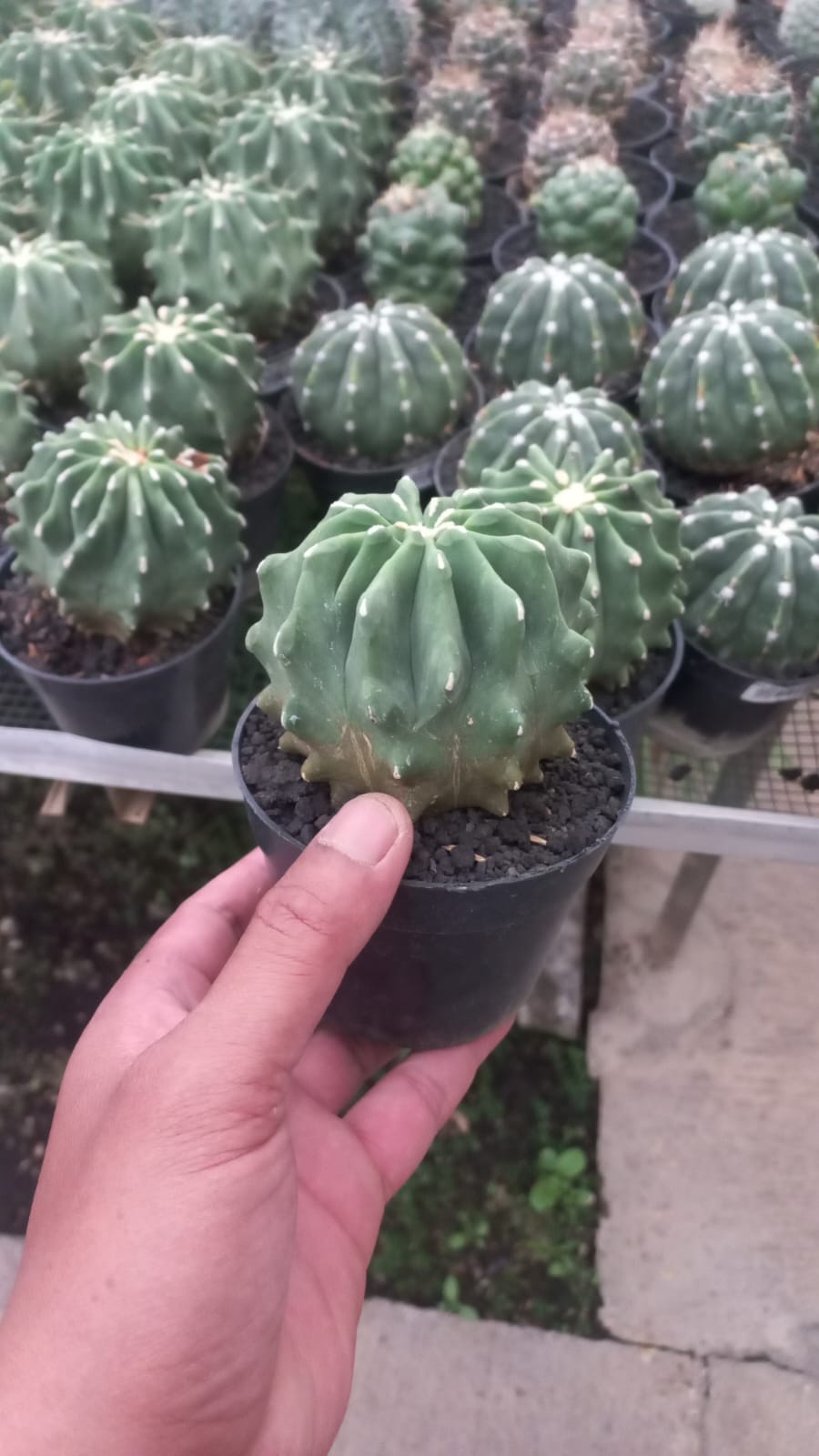 Ferocactus Inermis reserved