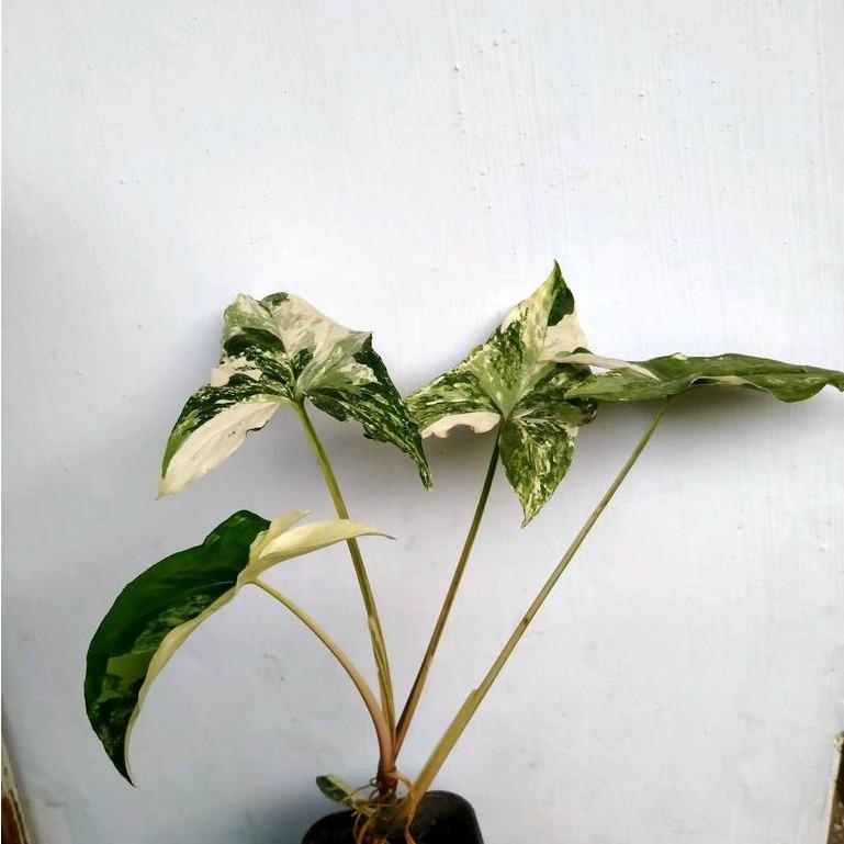 Syngonium White Variegated -  - Pokok Syngonium Variegated Putih - सिंगोनियम व्हाइट वैरिगेटेड पौधा Syngonium White Variegated – Elegant Arrowhead Leaves, Creamy White Foliage Pattern, Fast-Growing Indoor Climber, LIVE TROPICAL PLANT