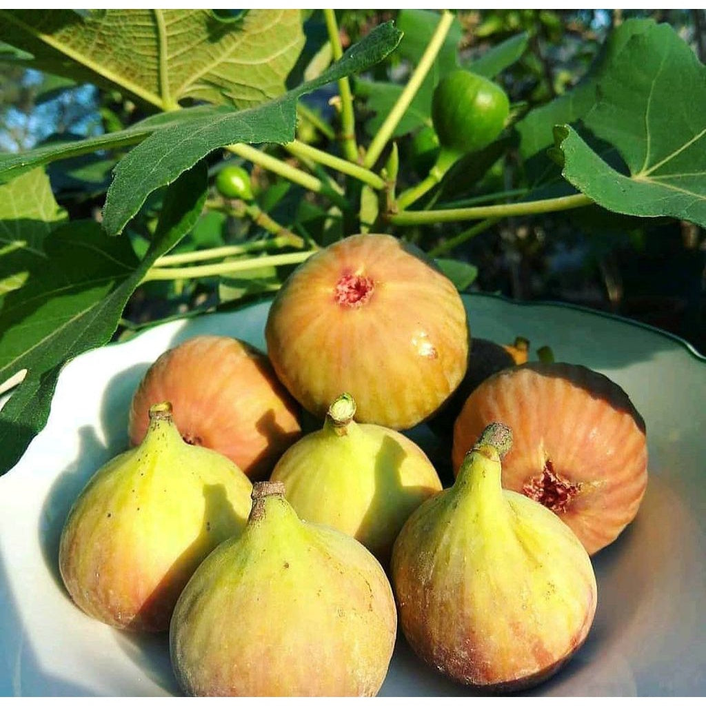 Ficus Carica/tin Ara/fig Live Plant