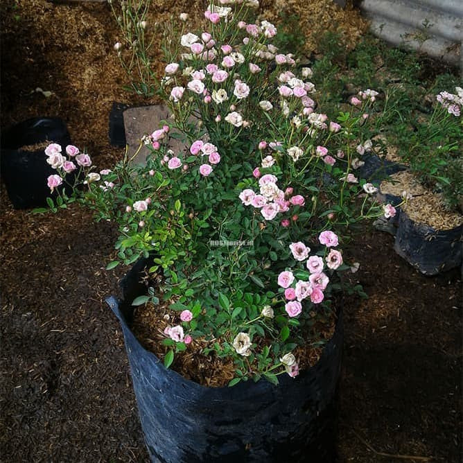 Sindo - Baby Rose Plant   Delight in the Beauty of Baby Rose Plant