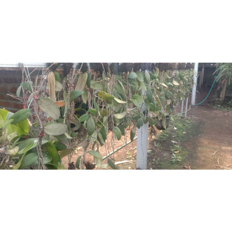 Hoya caudata