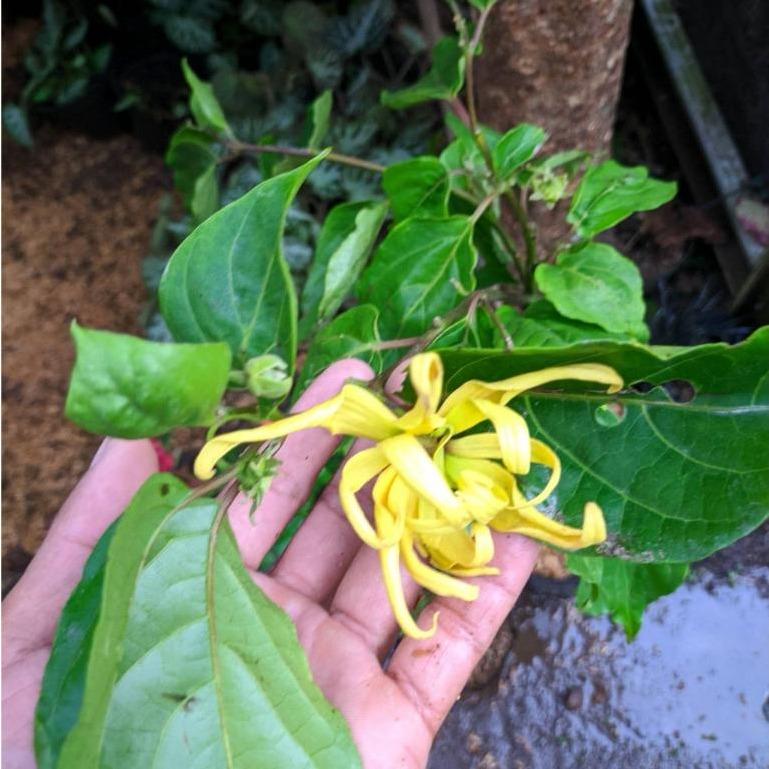 Ylang-Ylang (Cananga odorata) -  - Pokok Kenanga - केनांगा फूल पौधा Heavenly Fragrance – Cananga Odorata, Exotic Perfume Tree, Aromatherapy Favorite, Tropical Flowering Beauty LIVE PLANT