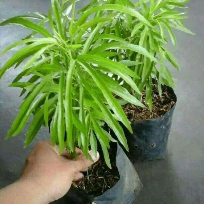 Zodia (Evodia suaveolens) -  - Pokok Zodia Penghalau Nyamuk - ज़ोडिया पौधा Zodia – Natural Mosquito Repellent, Fragrant Leaves, Easy to Grow, Tropical Herb, Outdoor & Indoor LIVE PLANT