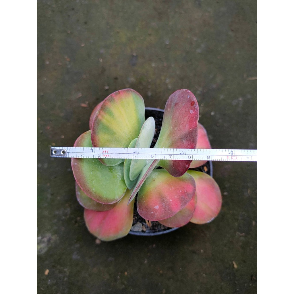 Sindo - Kalanchoe Thyrsiflora Flapjack Live Plant 734421THG2