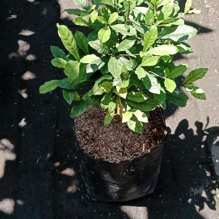 Miracle Berry (Synsepalum dulcificum) -  - Pokok Buah Ajaib - चमत्कारी बेरी पौधा Magical Miracle Berry – Turns Sour to Sweet, Fun Edible Experience, Compact Tropical Shrub, Health-Friendly Fruit LIVE PLANT