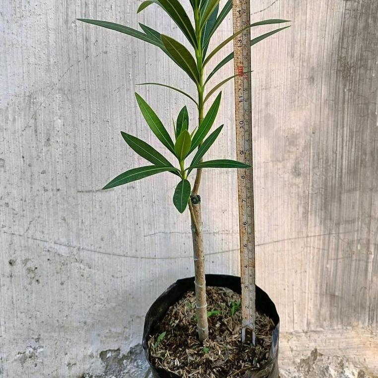 Nerium Oleander White (Nerium indicum) -  - Pokok Oleander Putih - सफेद ओलियंडर पौधा Nerium Oleander – White Blooms, Heat-Tolerant, Evergreen Shrub, Fast Growing, Balcony or Garden LIVE PLANT
