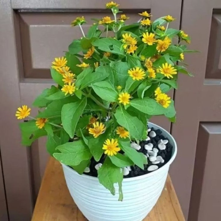 Mini Sunflower / 向日葵迷你 / Bunga Matahari Mini / मिनी सूरजमुखी (Singapore: Butter Daisy) – Bright Blooms, Fast Growing, Ea