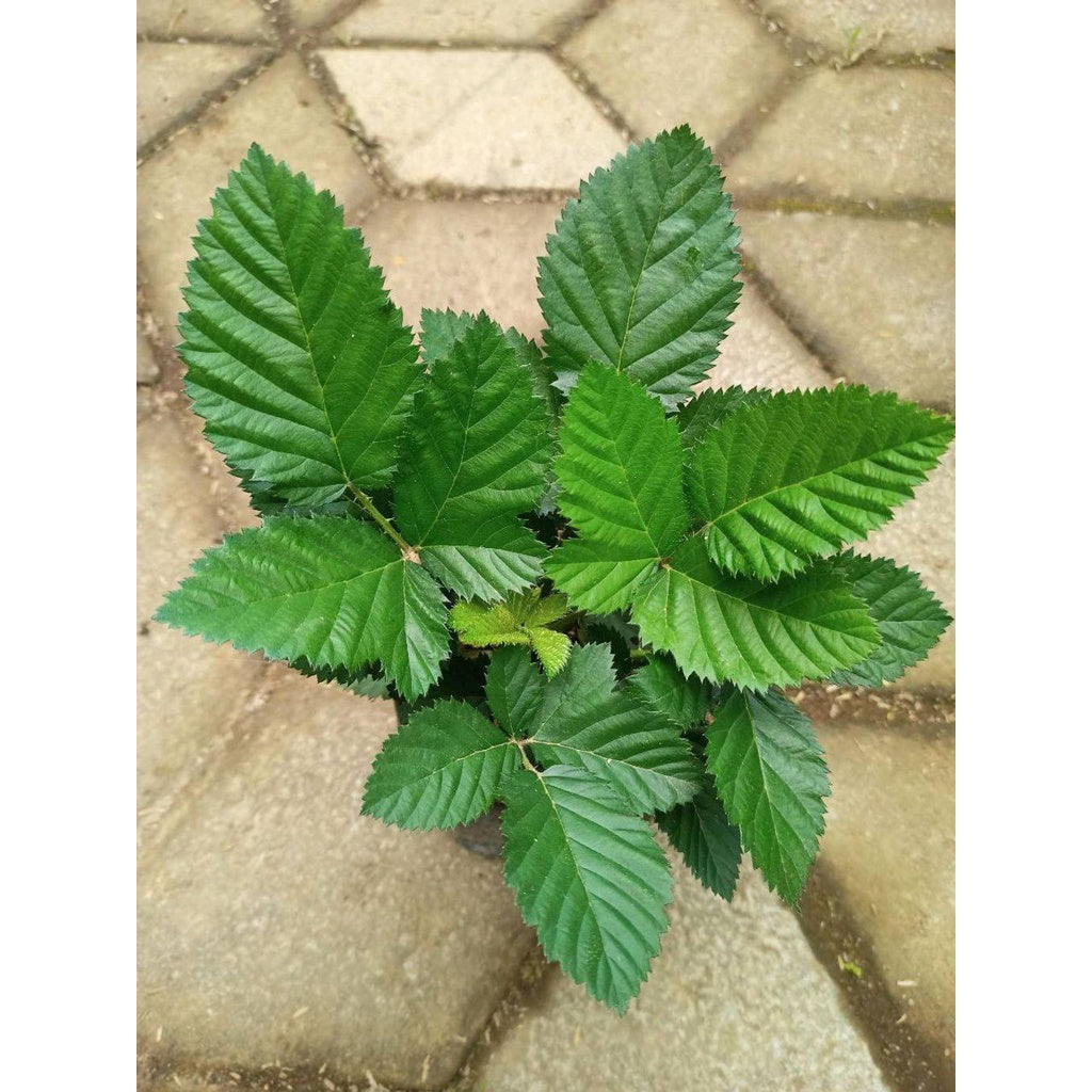 Sindo - Rubus By Reizhee Live Plant XST7ZU5BIE