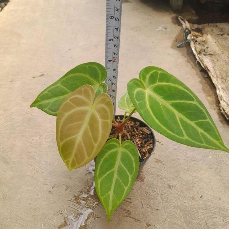 Anthurium Hybrid -  - Pokok Anthurium Hibrid - एंथूरियम संकर पौधा Anthurium Hybrid – Rare Foliage or Bloom, Collector’s Choice, Indoor Statement, Exotic Look, Easy Aroid LIVE PLANT