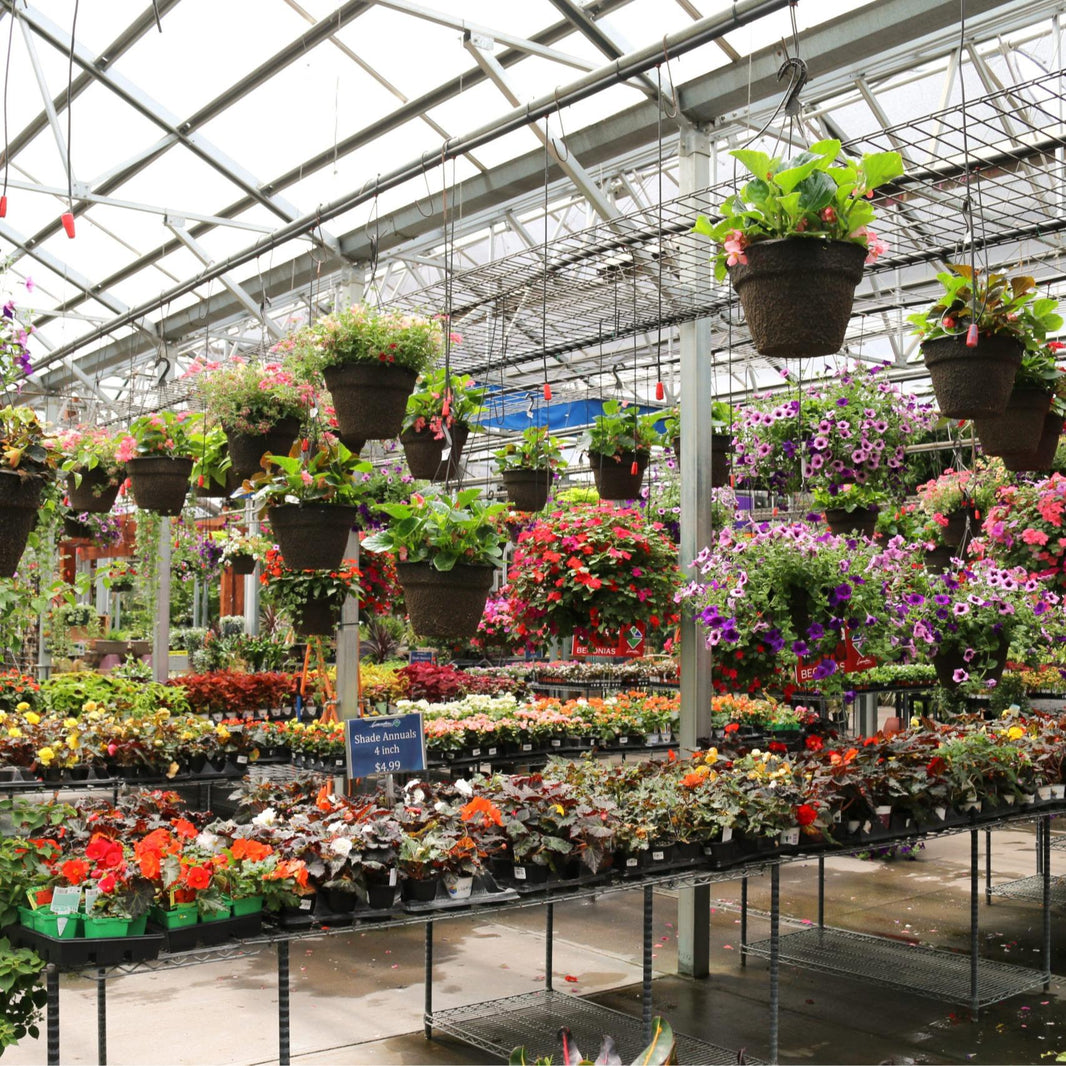 Gambir Jasmine (Nyctanthes arbor-tristis) -  - Pokok Bunga Gambir - पारिजात चमेली Gambir Jasmine – Fragrant Night Blooms, Sacred Flower, Spiritual Symbol, Easy Shrub, Garden Delight LIVE PLANT