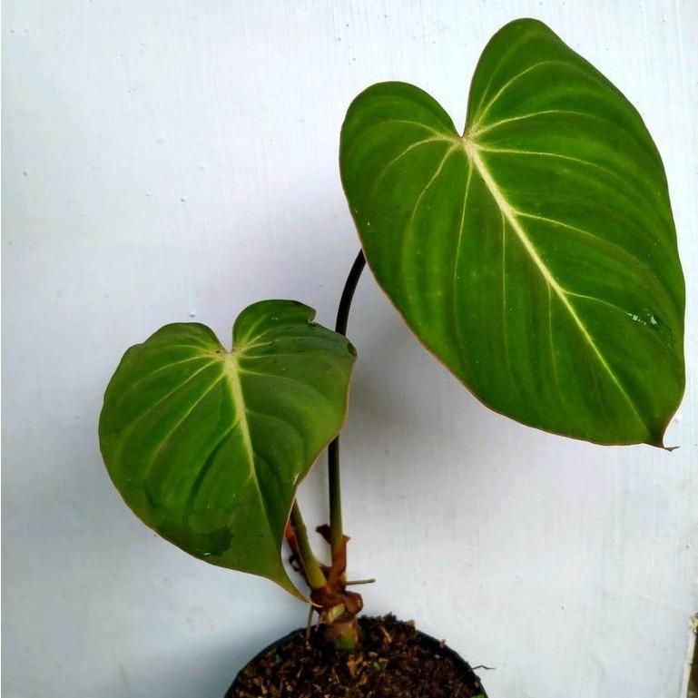Philodendron gloriosum -  - Pokok Philodendron Gloriosum - फिलोडेंड्रोन ग्लोरियोसम पौधा Philodendron Gloriosum – Velvet Heart-Shaped Leaves, Striking White Veins, Rare Creeping Aroid, Collector’s Tropical Foliage, LIVE PLANT