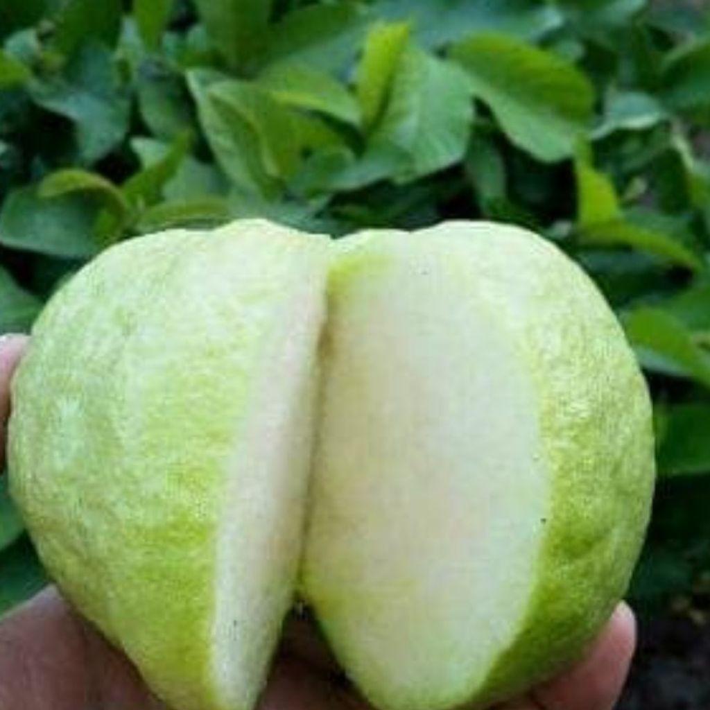 Crunchy Guava (Psidium guajava) -  - Pokok Jambu Batu Rangup - कुरकुरी अमरूद Crunchy Guava – Sweet & Crispy, Grafted Tree, Fast Fruiting, Tropical Favorite, Easy Edible Plant LIVE PLANT