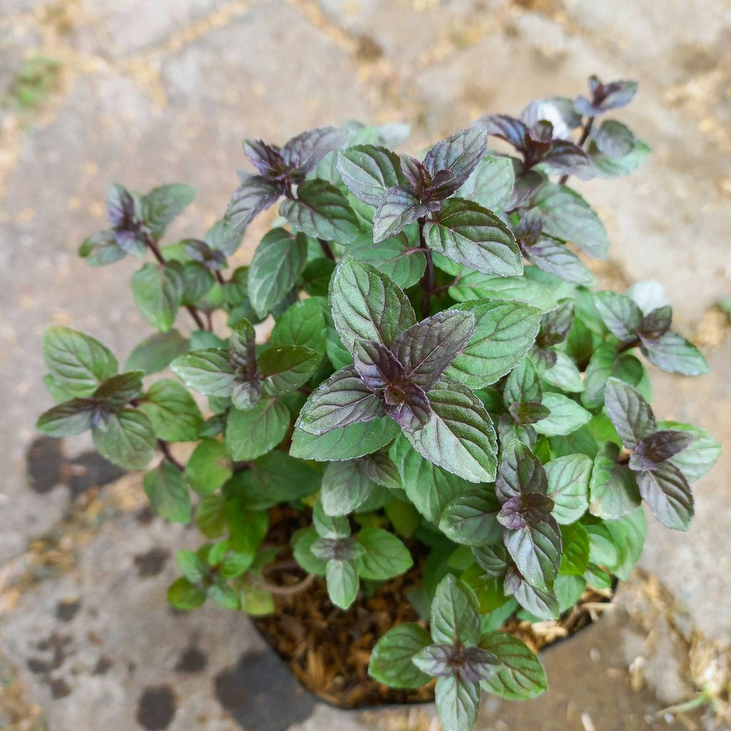 Sindo - Chocolate Mint Live Plant P9FNX3R5G8