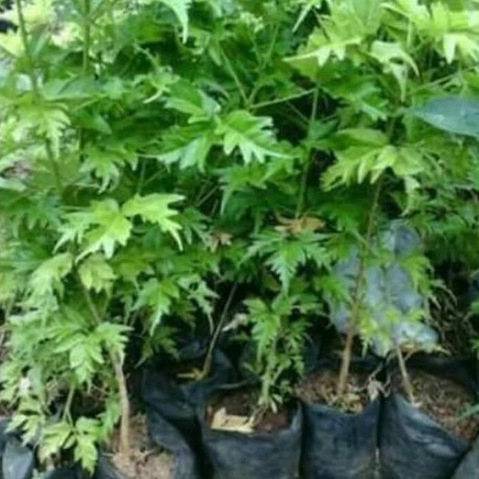 Sandalwood Tree (Santalum album) -  - Pokok Cendana Wangi - चंदन का पेड़ Fragrant Sandalwood Tree – Sacred Aromatic Timber, Luxury Essential Oil Source, Spiritual Garden Symbol, Rare Tropical Tree LIVE PLANT